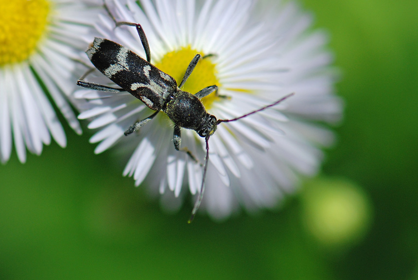 Da identificare: Chlorophorus figuratus